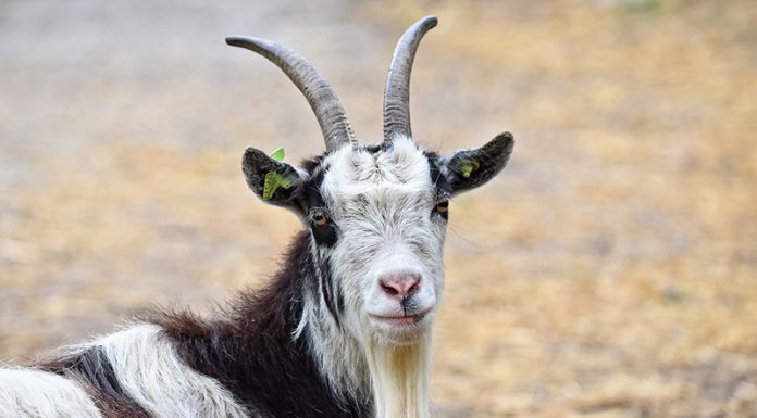 Testiranje korone: pozitivni rezultati za papajo in koze