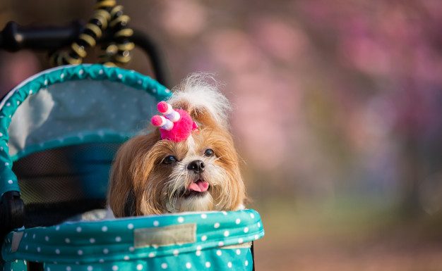 Pasme psov, ki so primerne za stanovanje