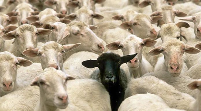 To, da ste ‘črna ovca’ v družini, niti ni nujno nekaj slabega