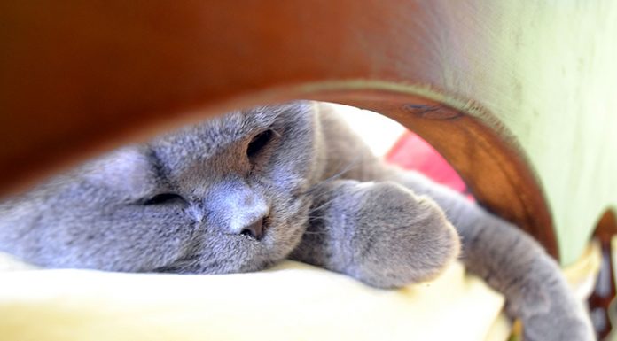 Bi morali dovoliti svoji mački, da spi z vami v postelji?