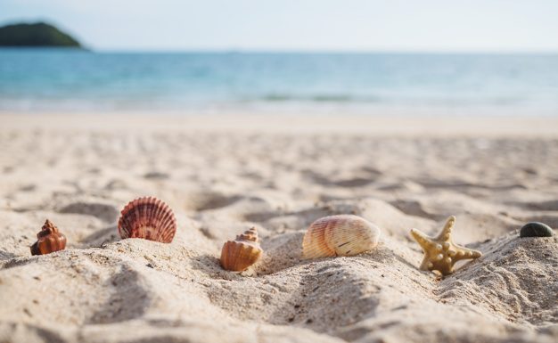 Izberite najljubšo školjko in poglejte, kaj pove o vaši osebnosti