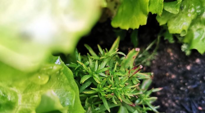 Že skoraj pozabljena rastlina močnega vonja, ki prinaša srečo