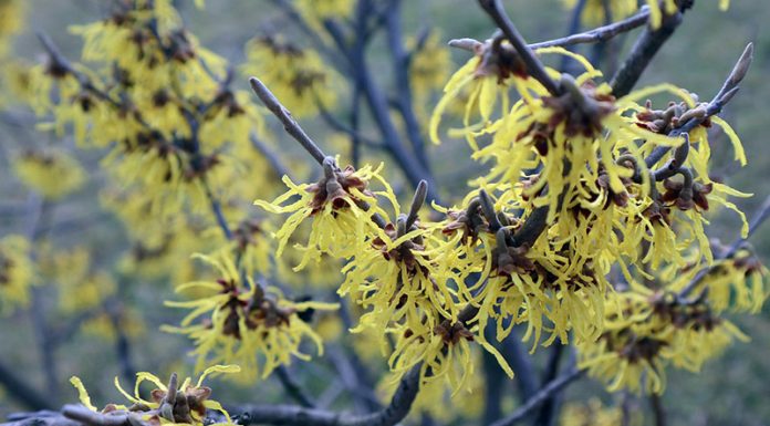 Ta rastlina je tako vsestransko koristna, da bi jo morali imeti vsi doma