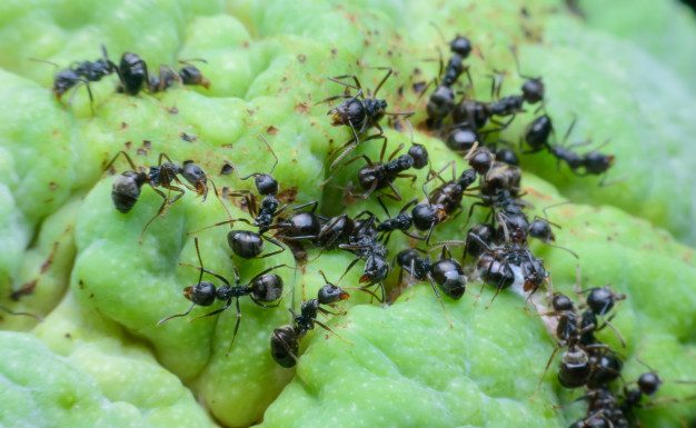 Tako se lahko na naraven način znebite mravelj