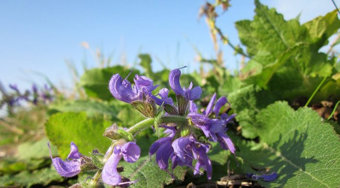 Eterično olje muškatne kadulje uravnava ženske hormone, blaži PMS in menstrualne bolečine