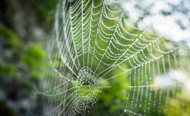 Če imate to rastlino v svoji hiši, ne boste nikoli več videli pajkov ali drugih žuželk