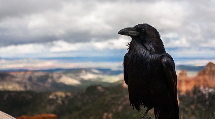 Na plan prihaja čedalje več dokazov, da so bile smrti ‘zaradi’ Covid-19 krepko napihnjene