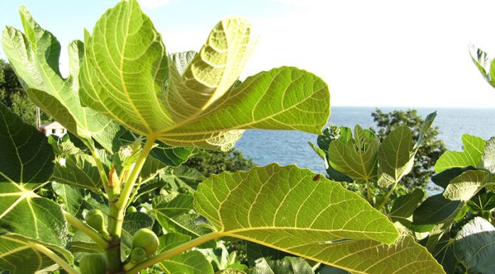 Fige: zdravilne lastnosti in koristi tega starodavnega, pozabljenega sadja