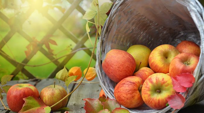 Jabolka: bi jih morali hraniti v hladilniku?