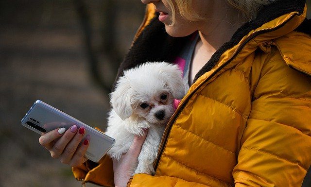 Psi takole prepoznajo počutje svojih lastnikov Mobile Phone Dog Smartphone Phone  - ShotRAV / Pixabay