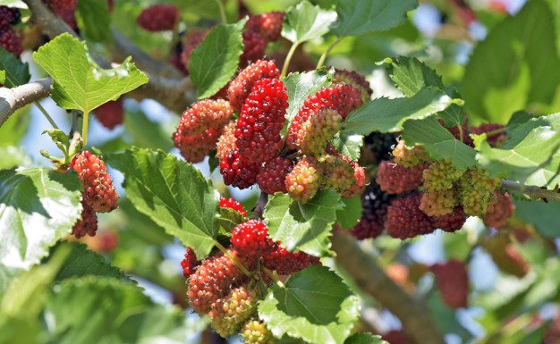 Poznate to rastlino, ki zavira staranje organizma?