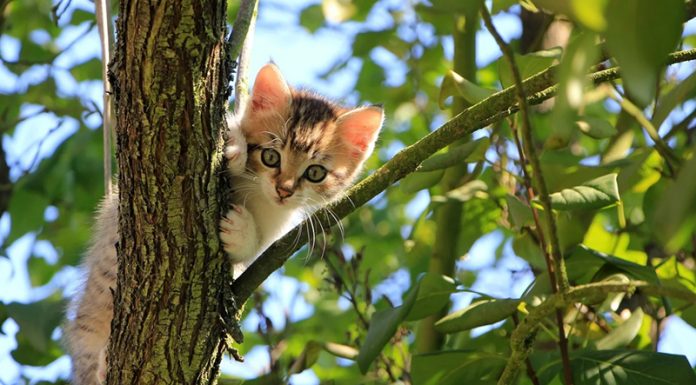 Obstaja 5 tipov lastnikov mačk in za vsakega je potreben drugačen pristop