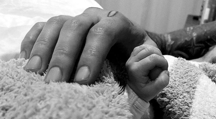 Zvezdnice, ki so se v tem letu razveselile naraščaja