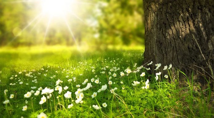 Redna ‘doza’ narave izboljša duševno zdravje v obdobju ‘pandemije’ COVID-19