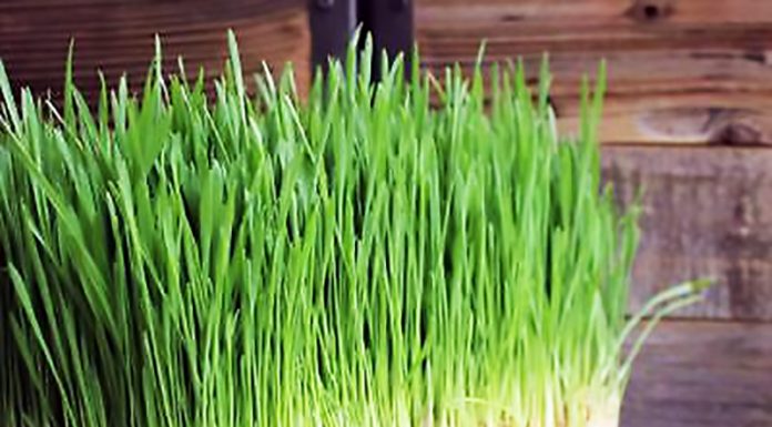 Vse to so koristi pšenične trave