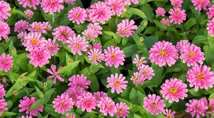 Kako saditi, gojiti in skrbeti za cinije?