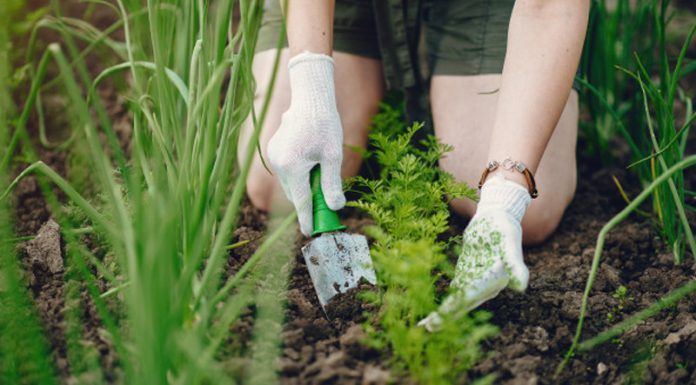 5 načinov uporabe kisa na vrtu