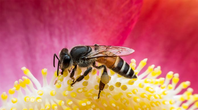 Svetovni dan čebel: brez opraševanja ni življenja