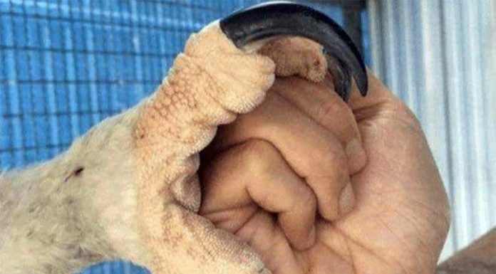 Fotografije in zanimivosti, ki vam bodo vzele dih