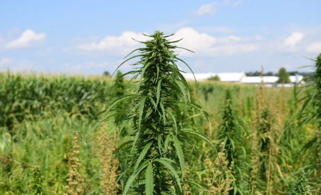 Baterije iz konoplje kar 8-krat močnejše od litijevih, so ugotovili znanstveniki