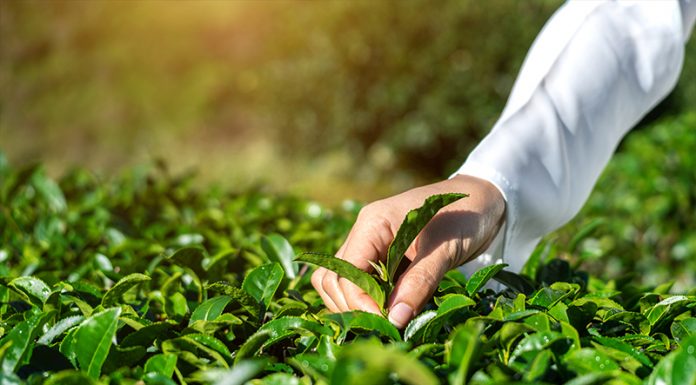 5 zelišč (rastlin), ki vam lahko pomagajo zanositi