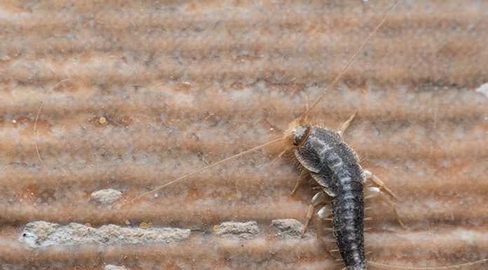 Kaj so srebrne ribice in kako se jih znebite?