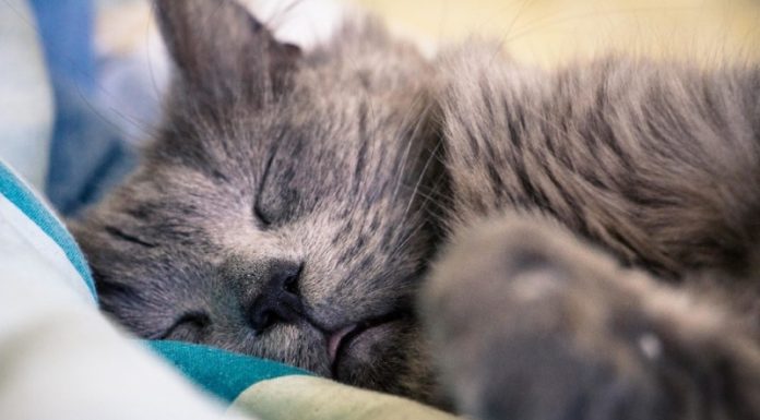 Zakaj mačke tako veliko spijo?