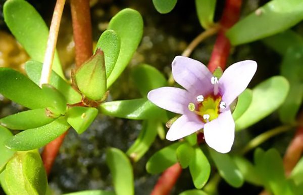 Bacopa Monnieri (Brahmi): čudežna zel proti (skoraj) vsem tegobam