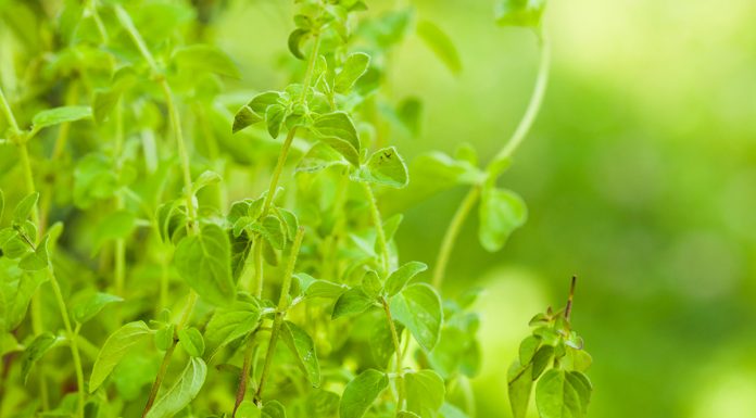 Zakaj bi jedem morali dodajati majaron kot začimbo?