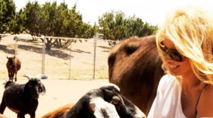 Zvezdnice, ki so prenehale jesti meso, so razkrile, kaj je bil razlog