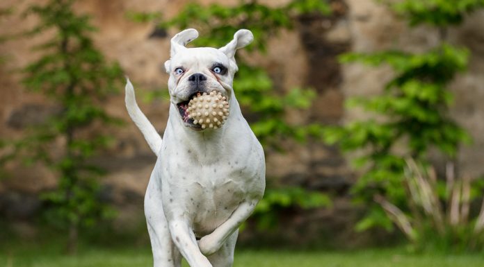 Najbolj čudna vedenja psov (in zakaj to počnejo)