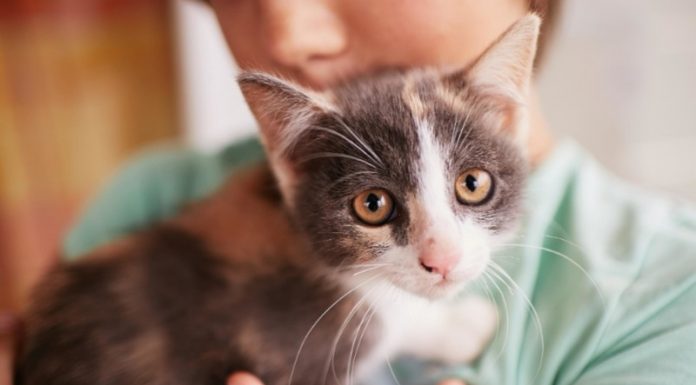 Načini, s katerimi lahko komunicirate s svojo mačko