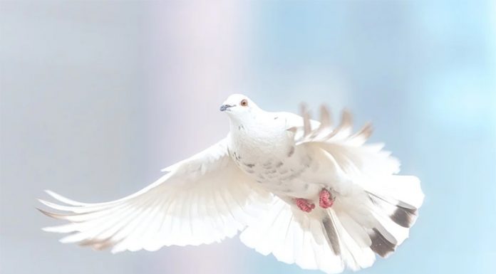 ZA SVOBODO! Peticija v podporo slovenskim zdravnikom