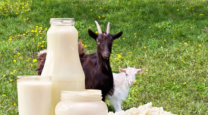 Tako zelo zdravo je kozje mleko