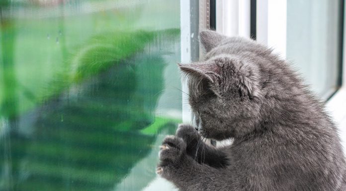 Kako odstraniti praske s steklenih oken?