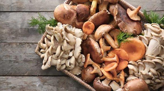 Zdravilne medicinske gobe s protirakavim delovanjem