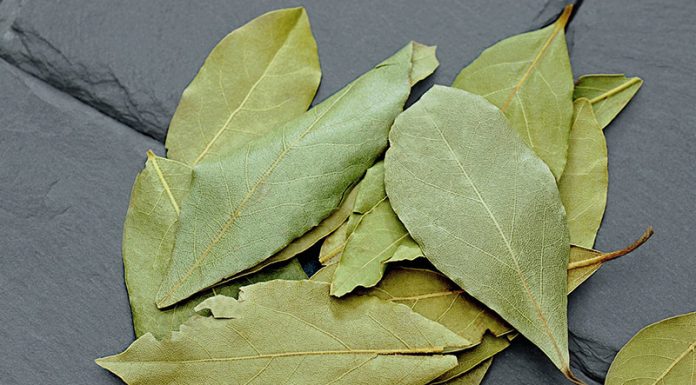 Tako zelo zdravilen je lovorjev list