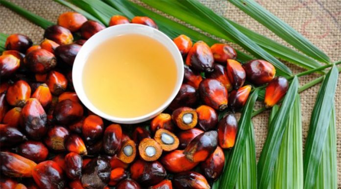 Palmovo olje: DA ali NE? So izdelki s palmovim oljem dobra izbira?