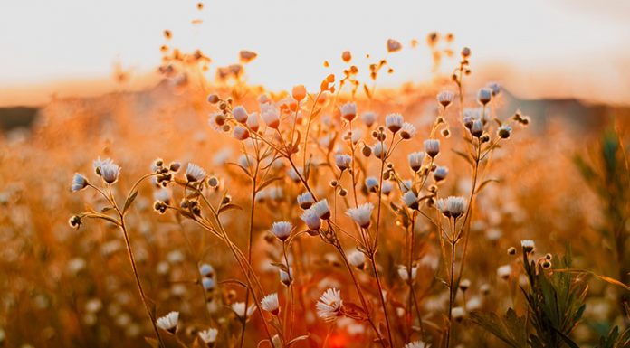 Slovenija edina država, ki onemogoča vse “alternativne” metode zdravljenja; v DZ vložena 2 predloga