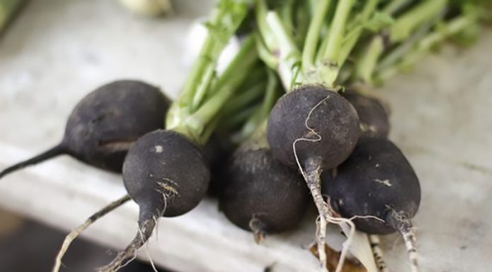 Vse to so neverjetni zdravilni učinki črne redkve