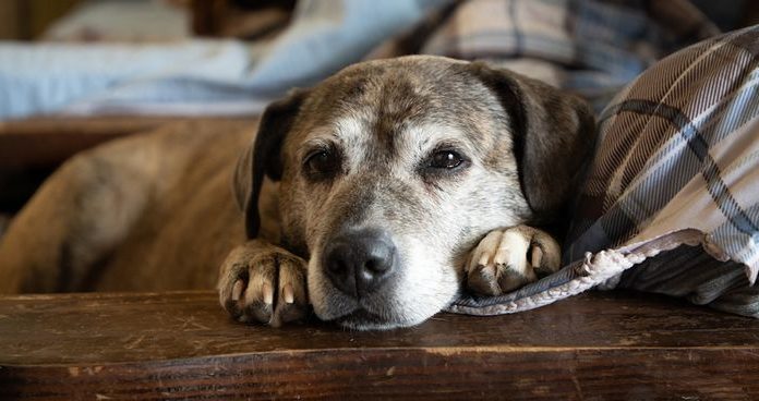 6 razlogov, zakaj posvojiti starejšega psa