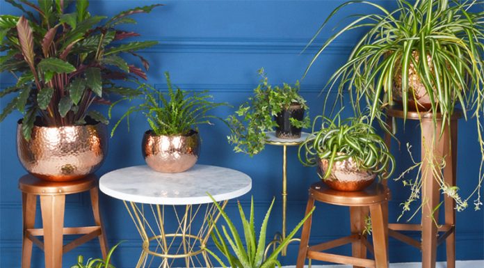 To je rastlina, ki ženskam prinaša srečo