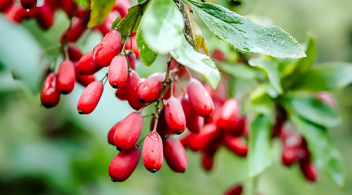Berberin: čudežno zelišče, ki vam lahko pomaga pri vrsti težav
