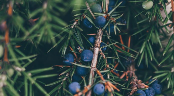 Kako v vsakdanjem življenju uporabljamo brinove jagode?