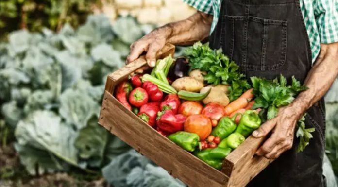 Ekološka živila: ponudba skopa, le tretjina ekoloških živil iz Slovenije