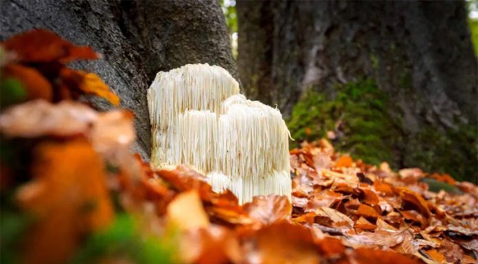 Levja griva: zdravilna goba, ki vam lahko spremeni življenje