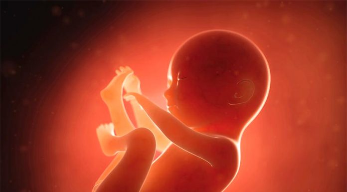 Tako čudežna je povezanost matere in zarodka