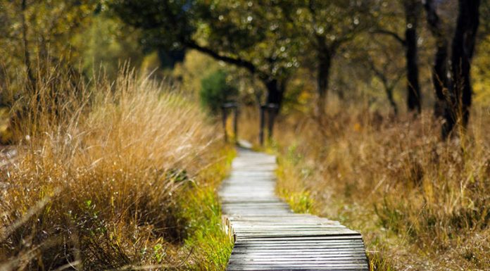Vaše življenje ni omejeno le na eno pot