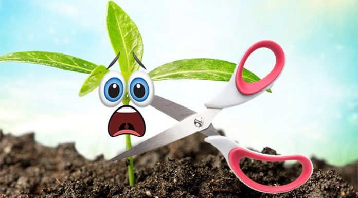 Raziskave so dokazale, da se tudi rastline zavedajo in kričijo, ko umrejo