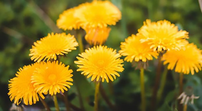 Nikar ne odstranjujte regrata! Ne koristi le vašemu zdravju
